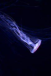 Pink jellyfish with luminescent body and tentacles swimming in dark water in deep ocean water - ADSF19922