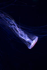 Rosa Qualle mit leuchtendem Körper und Tentakeln schwimmt in dunklem Wasser in der Tiefsee - ADSF19922