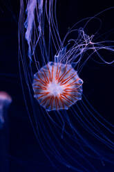 Pink jellyfish with luminescent body and tentacles swimming in dark water in deep ocean water - ADSF19924