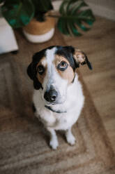 Adorable Treeing Walker Coonhound Hund sitzt in der Nähe von getopften Zimmerpflanze im Zimmer und schaut nach oben - ADSF19990