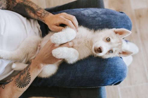 Dog lying on his owner lap at home - MIMFF00408