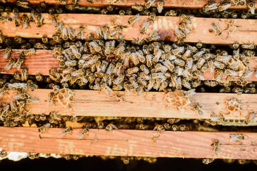 Bees on wooden frames outdoors - CAVF91705