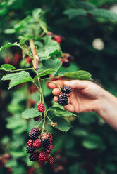 Woman harvesting blackberries from plants at farm - CAVF91707