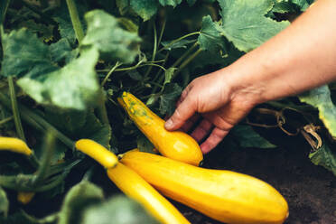 Frau hält Zucchini, während sie im Garten steht - CAVF91710