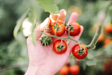 Nahaufnahme der Hände einer Frau, die Bio-Kirschtomaten hält - CAVF91717