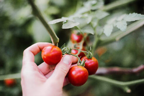 Nahaufnahme der Hände einer Frau, die Bio-Kirschtomaten hält - CAVF91718