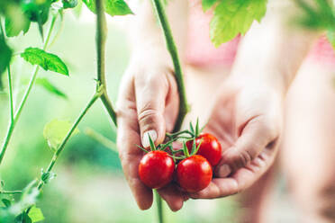 Nahaufnahme der Hände einer Frau, die Bio-Kirschtomaten hält - CAVF91719