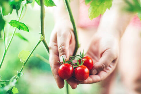 Nahaufnahme der Hände einer Frau, die Bio-Kirschtomaten hält - CAVF91719