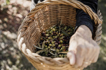 Ältere Frau hält Olivenkorb im Hinterhof - AFVF08043