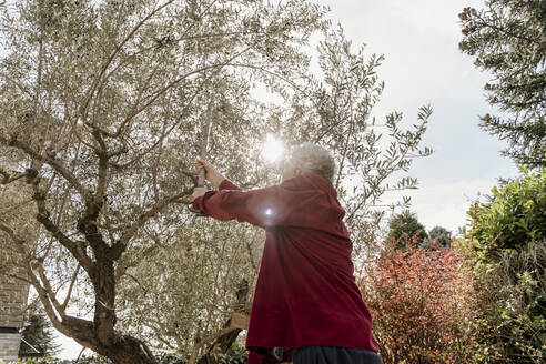 Älterer Mann pflückt Oliven vom Baum an einem sonnigen Tag im Hinterhof - AFVF08047