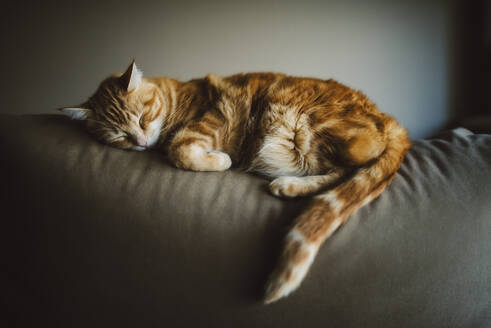 Close-up of ginger cat sleeping on sofa against wall at home - RAEF02420