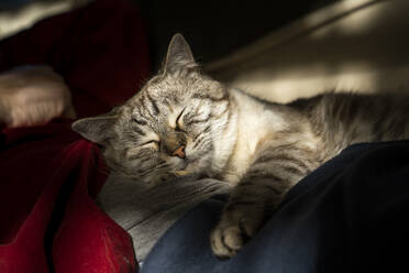 Nahaufnahme einer getigerten Katze, die zu Hause auf dem Bauch eines Mannes schläft - AFVF08056