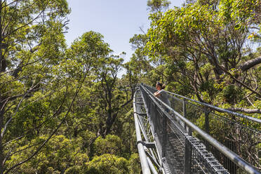 Touristin bewundert die Aussicht von einem Baumwipfelpfad, der sich zwischen den roten Tingle-Bäumen (Eucalyptus jacksonii) erstreckt, die im Walpole-Nornalup-Nationalpark wachsen - FOF11910