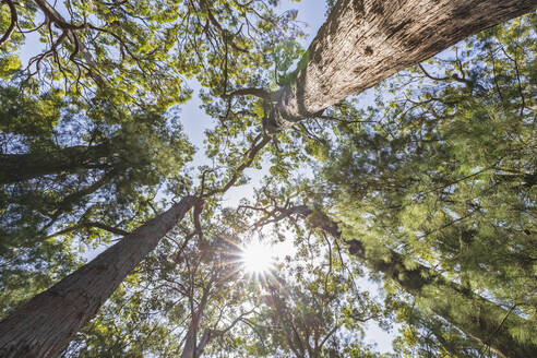 Die Sonne scheint über die Baumkronen der hohen roten Tingle-Bäume (Eucalyptus jacksonii), die im Walpole-Nornalup National Park wachsen - FOF11911