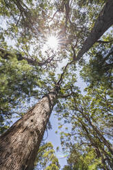 Die Sonne scheint über die Baumkronen der hohen roten Tingle-Bäume (Eucalyptus jacksonii), die im Walpole-Nornalup National Park wachsen - FOF11912