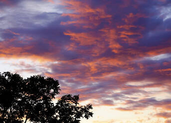 View of summer sunset sky and tree branch silhouette - JTF01784