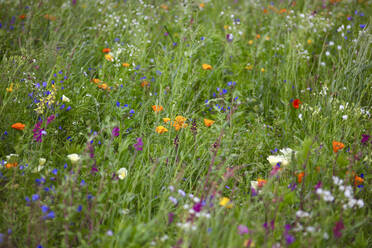 Picturesque summer meadow - JTF01785