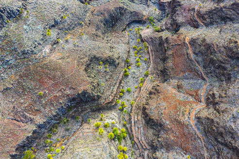 Palmen und Wege in erodierter Schlucht - SIEF10085