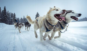 Wide-angle shot of sled-dogs running on snowy trail - CAVF91747