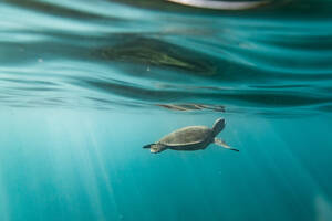 Sea turtle just below the ocean's surface with light streaks - CAVF91798