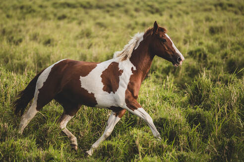 Geflecktes Pferd, das durch ein großes, grünes, grasbewachsenes Feld trabt - CAVF91799