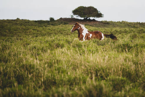 Braun-weiß geflecktes Pferd galoppiert durch grasbewachsenes Feld - CAVF91801