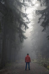 Rückansicht eines Mannes in roter Jacke auf einem Weg in einem dunklen, unheimlichen Wald an einem nebligen Morgen, Mittelböhmische Region, Tschechische Republik - CAVF91808