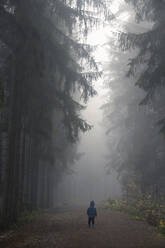 Rückansicht eines Jungen auf einem Weg in einem dunklen, unheimlichen Wald an einem nebligen Morgen, Mittelböhmische Region, Tschechische Republik - CAVF91809