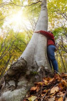 Frau mittleren Alters umarmt eine große Buche im Wald im Herbst - CAVF91829