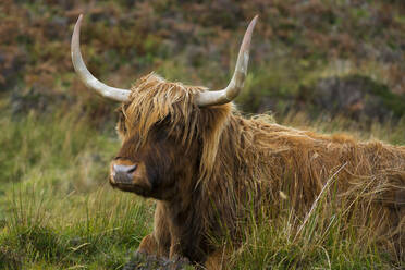 Hochlandrinder auf einem grasbewachsenen Feld, Isle of Skye, Schottland, UK - CAVF91866