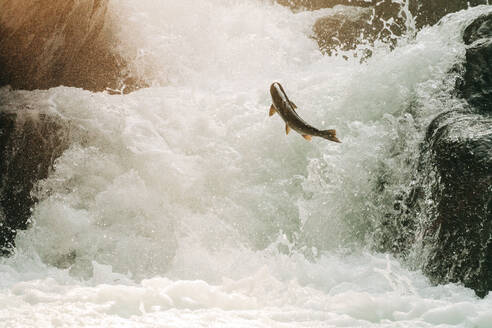 Nahaufnahme eines Lachses, der einen Wasserfall hinaufspringt - CAVF91880