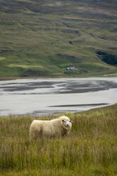 Schafe auf einem grasbewachsenen Feld, östliche Region, Island - CAVF91883