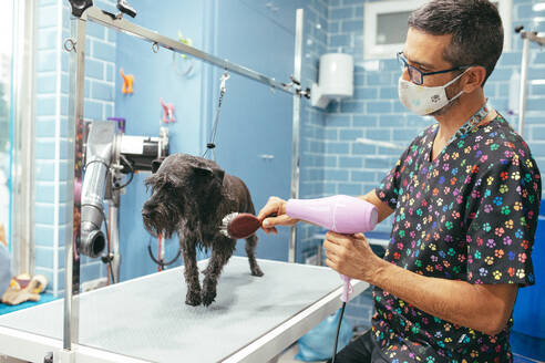 Mann mit Maske bürstet und trocknet das Fell eines flauschigen Zwergschnauzer-Hundes mit einem Haartrockner, der ruhig in einem Friseursalon sitzt - ADSF20126