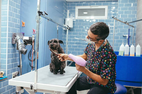 Mann mit Maske bürstet und trocknet das Fell eines flauschigen Zwergschnauzer-Hundes mit einem Haartrockner, der ruhig in einem Friseursalon sitzt - ADSF20127