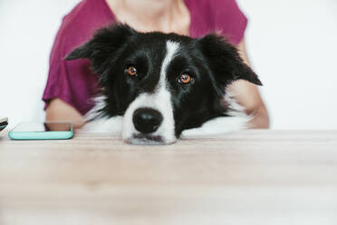 Border Collie resting on table with woman at home - EBBF02223