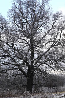 Kahler Baum im Winter - JTF01788
