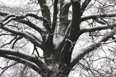 Zweige eines kahlen Baumes im Winter - JTF01789