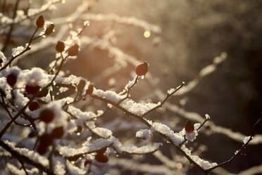 Berries on frosted tree branches in winter - JTF01790