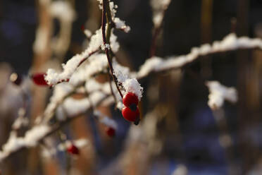 Beeren auf vereisten Ästen im Winter - JTF01791