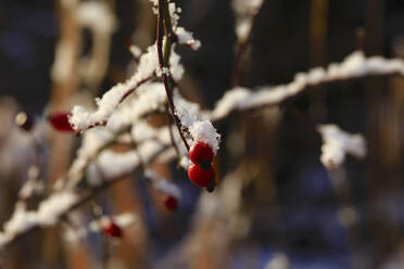 Berries on frosted tree branches in winter - JTF01791