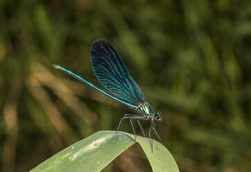 Schöne Demoiselle (Calopteryx virgo) auf einem Blatt sitzend - ZCF01053