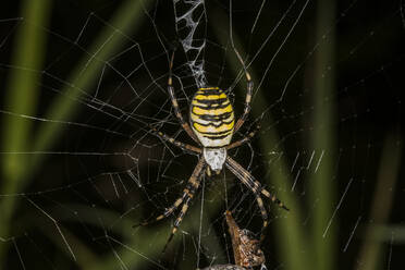 Wespenspinne (Argiope bruennichi), die an einem Spinnennetz hängt - ZCF01054