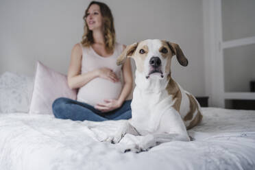 Hund auf dem Bett sitzend, während eine schwangere Frau zu Hause im Hintergrund nachdenkt - EBBF02231