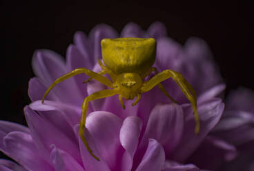 Aster, Spinne, Krabbe, Gänseblümchen, Makro, Fotografie, gelb, rosa, Blume, - CAVF91937