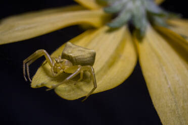 Gelbe Krabbenspinne auf dem Rand eines gleichfarbigen Blütenblattes - CAVF91939