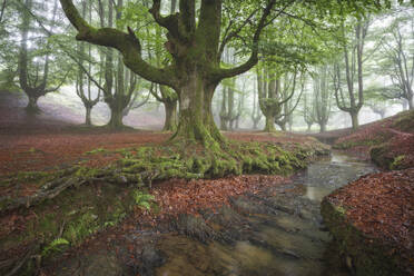 Beech cloud forest in summer - CAVF91969