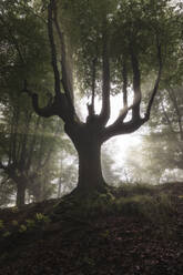 Buchennebelwald im Sommer - CAVF91970