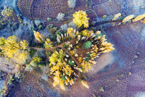 Spanien, Cuenca, Weidenanbau in Canamares im Herbst - CAVF92007