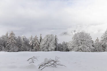 Trees and field covered with snow - MRAF00627