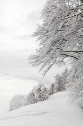 Bäume und Felder mit tiefem Schnee bedeckt - MRAF00629
